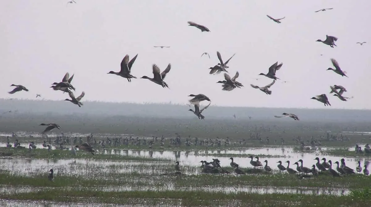 Puri durante un viaje por Odisha