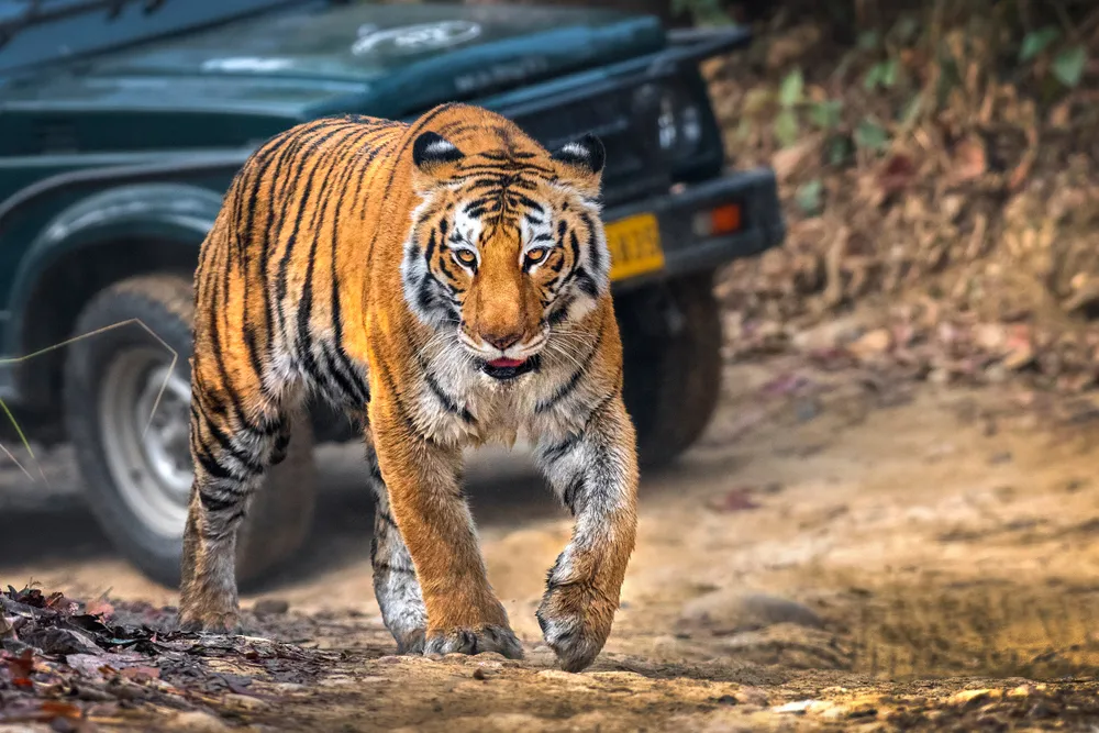 Safaris y vida silvestre en Rajastán