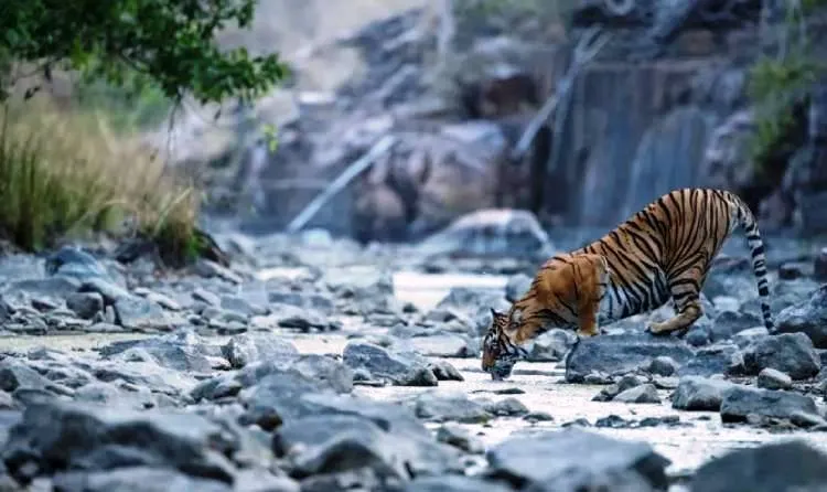 Ranthambore, una de las paradas de 9 Días: Taj Mahal y Safari de Tigres en India