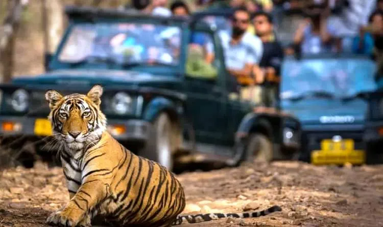 Ranthambore, una de las paradas de 9 Días: Taj Mahal y Safari de Tigres en India