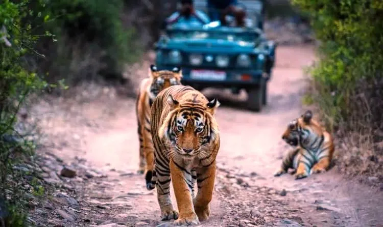 Patrimonio y paisaje en Ranthambore