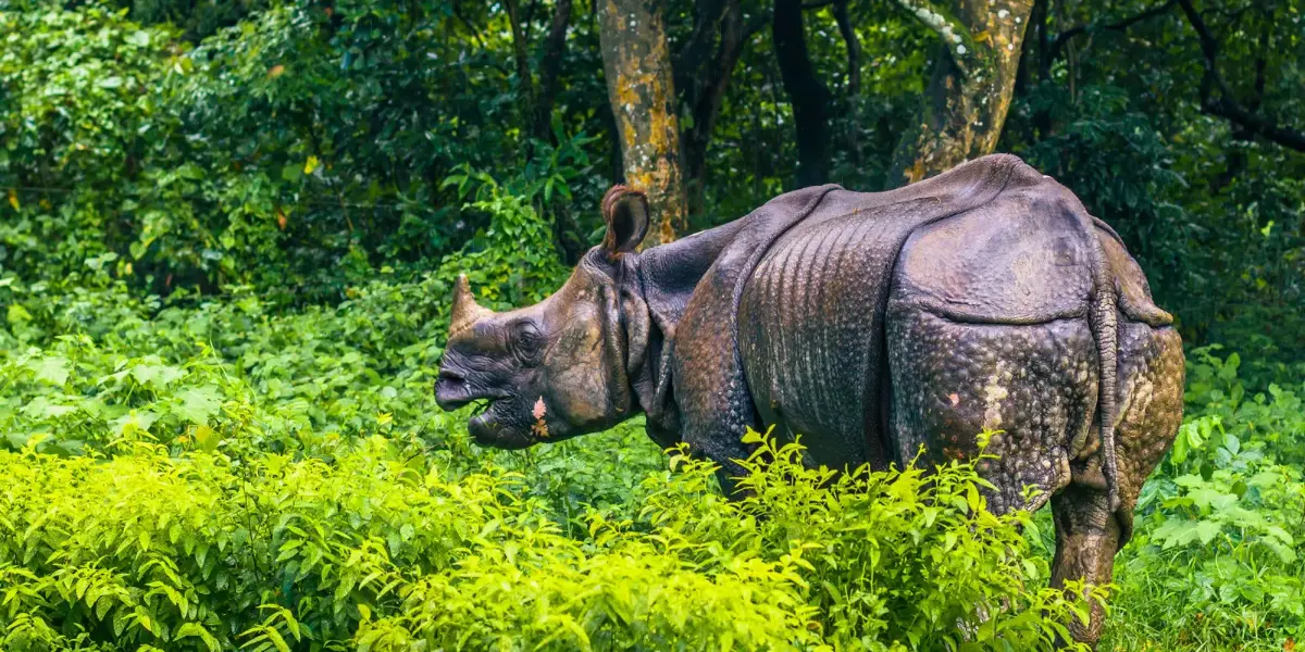 Safari familiar y observación de fauna en Chitwan Nepal