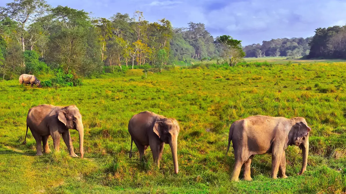 Actividades suaves para familias durante una estancia en Chitwan