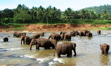 Viaja a Sri Lanka con Tusk Travel