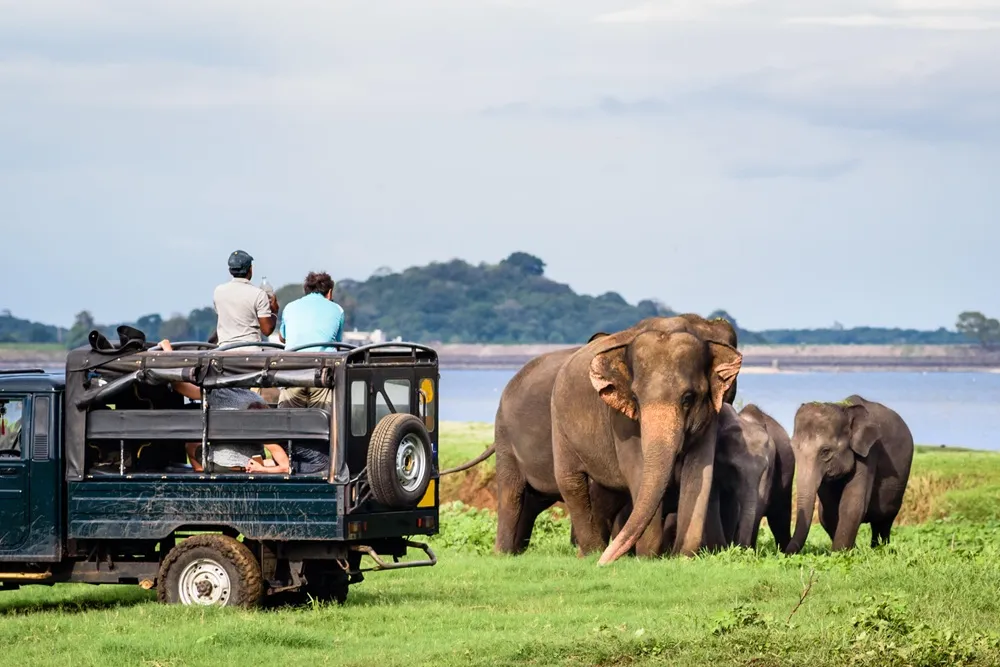 Safari en Yala y playas del sur de Sri Lanka