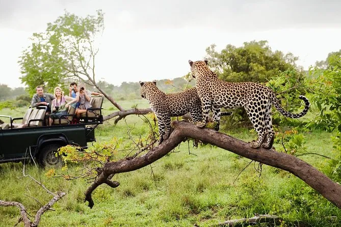Safari en Yala durante un viaje de naturaleza por Sri Lanka