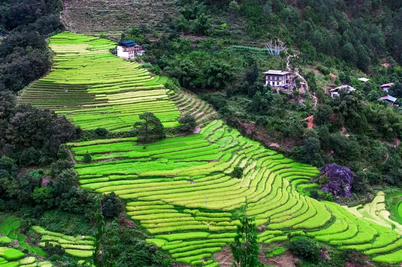 Campos de Arroz en Punakha