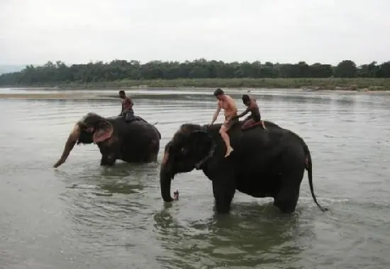 Elephant Bathing Chitwan