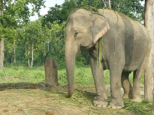 Elephant Breeding Center Chitwan