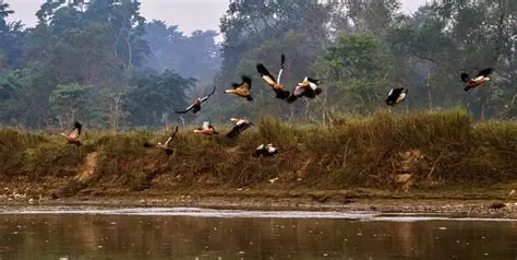 Bird Watching Chitwan