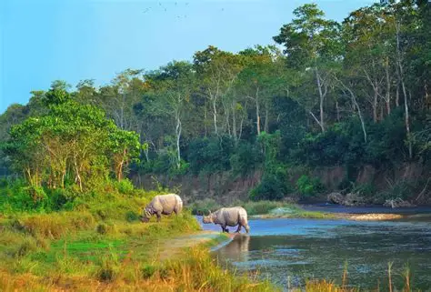 Jungle Safari Chitwan
