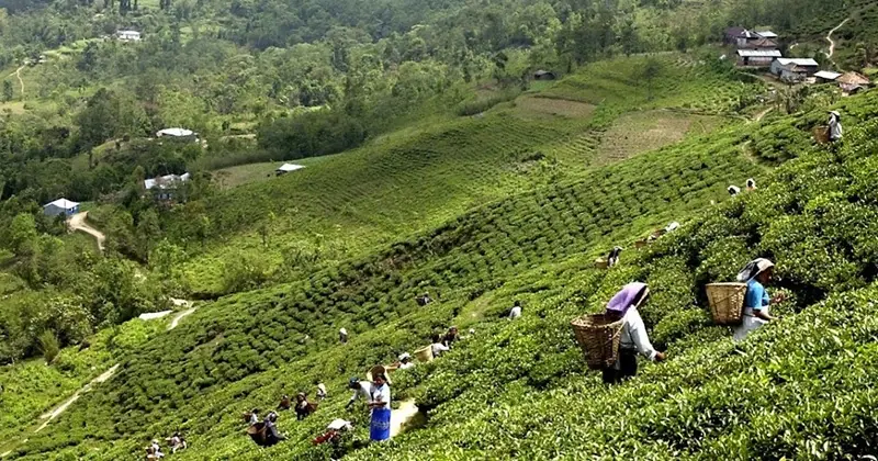 Campos de Té Ilam