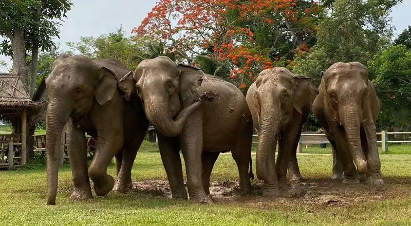 Santuario de Elefantes